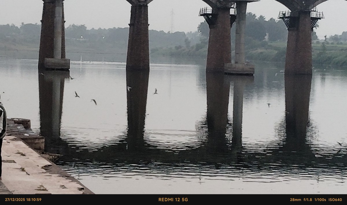 River Tern - ML647615117