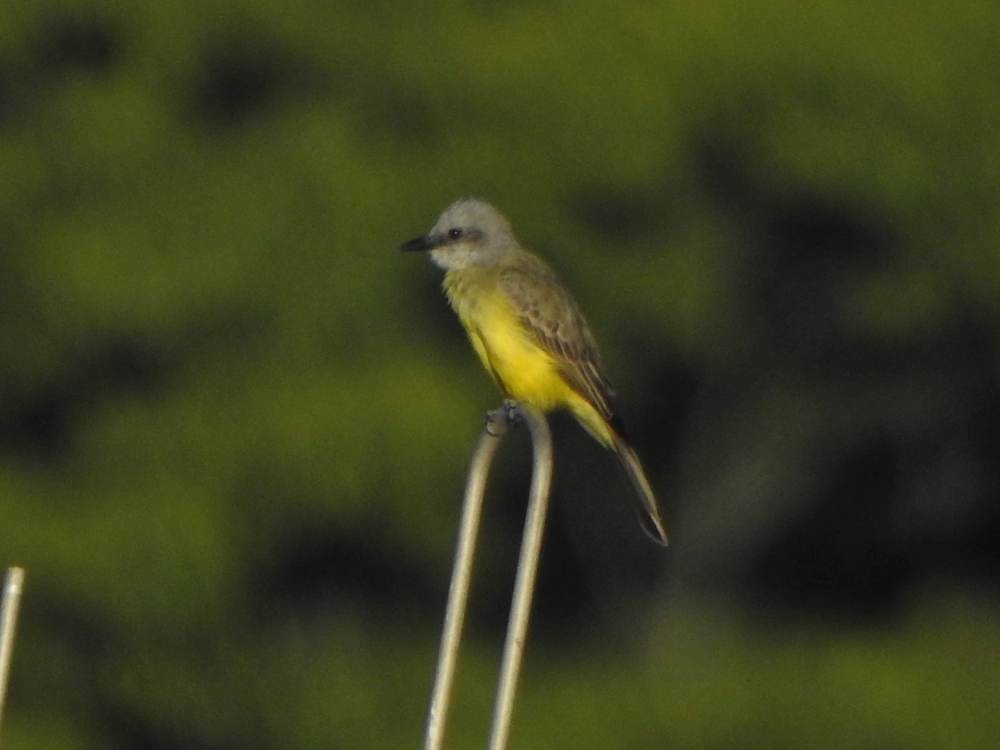 Tropical Kingbird - ML647615119