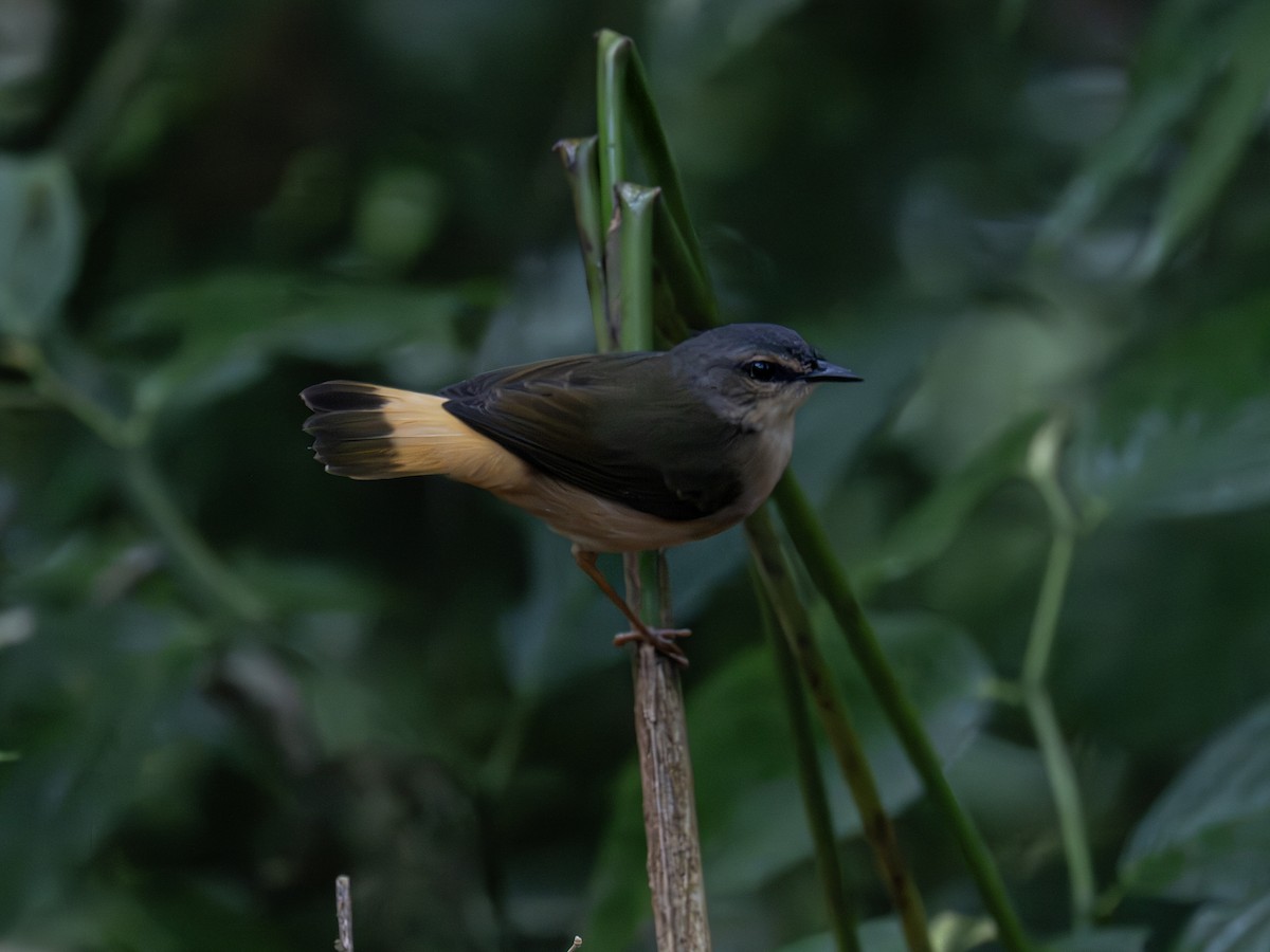 Buff-rumped Warbler - ML647615120
