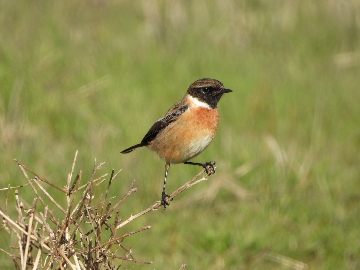 Pitxartxar burubeltza - ML647615123