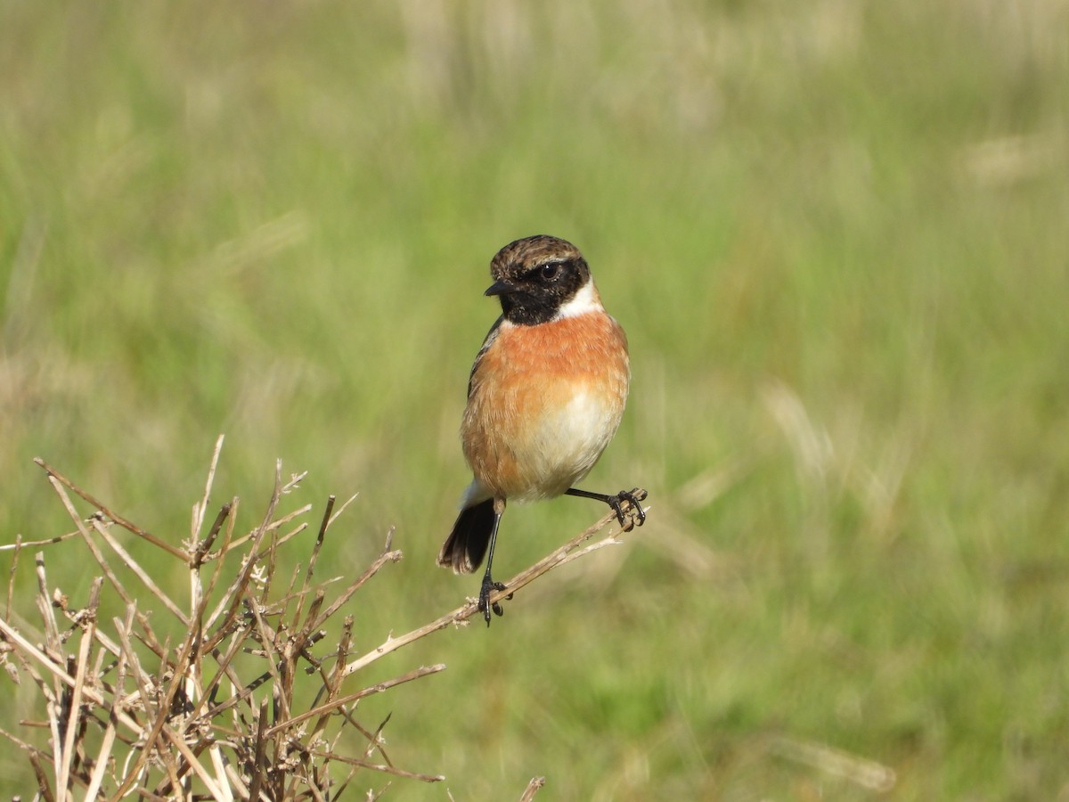 Pitxartxar burubeltza - ML647615124