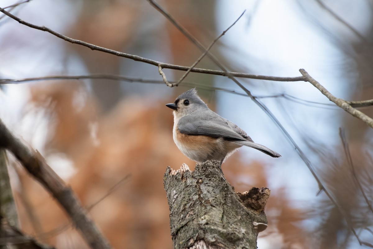 Tufted Titmouse - ML647615125
