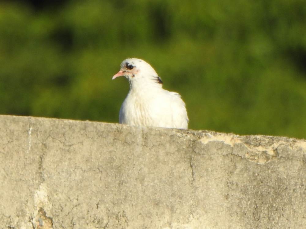 Haitz-usoa (etxekoa) - ML647615126