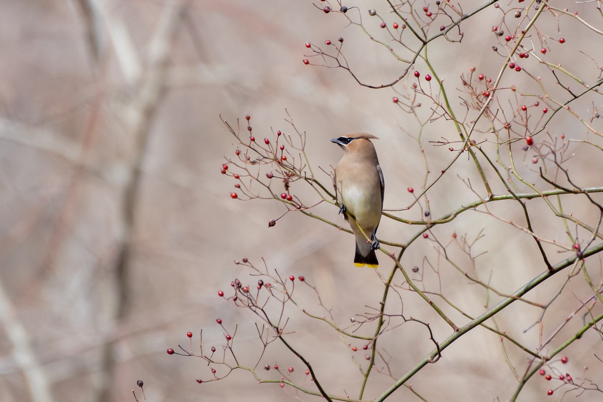 Buztanori amerikarra - ML647615127