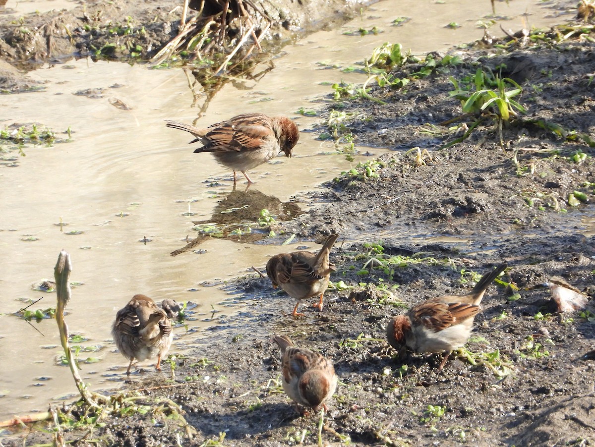 Etxe-txolarrea - ML647615128