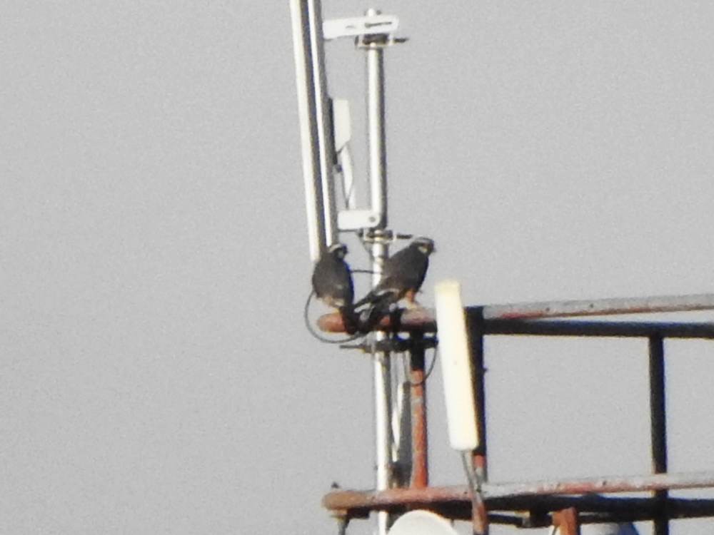 Belatz galtzaduna - ML647615129