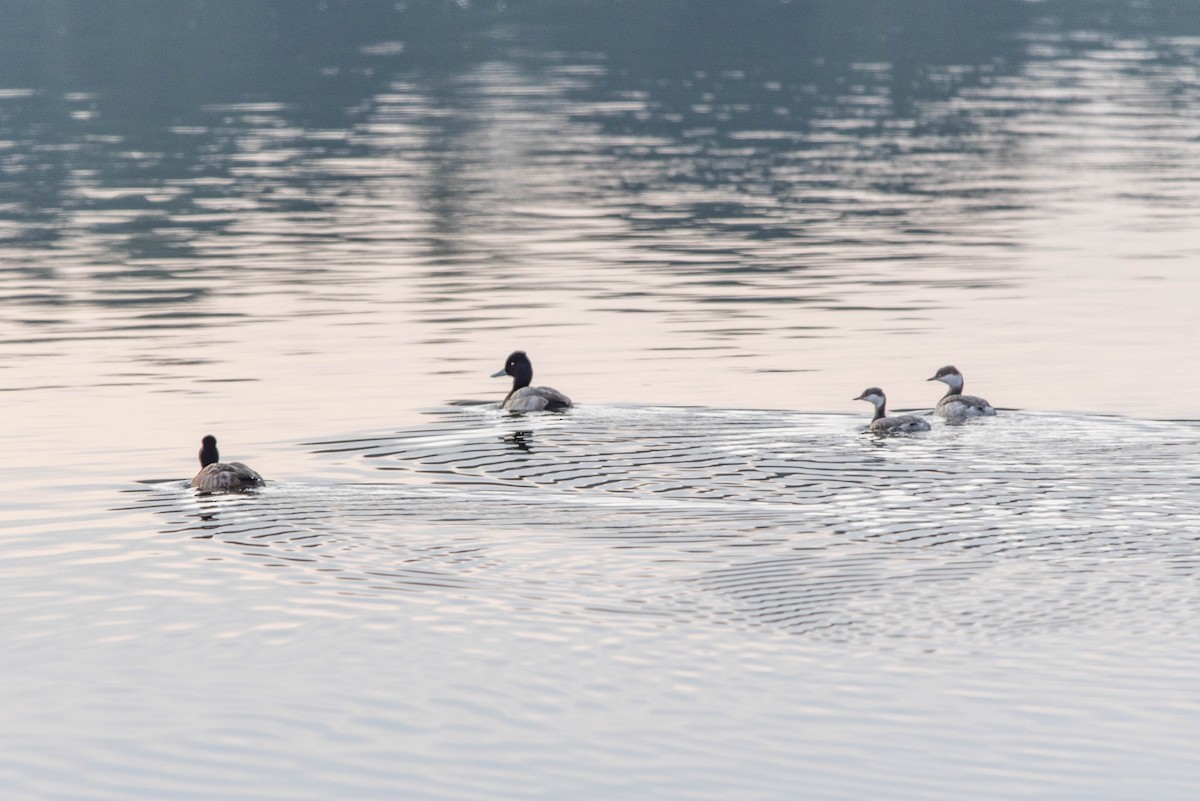 Txilinporta urrebelarria - ML647615130