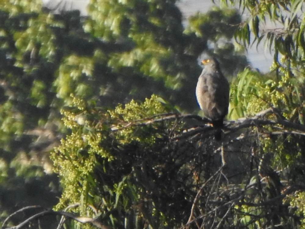 Roadside Hawk - ML647615136