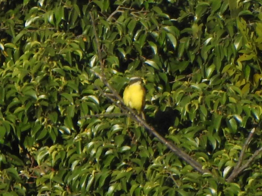 Social Flycatcher - ML647615142