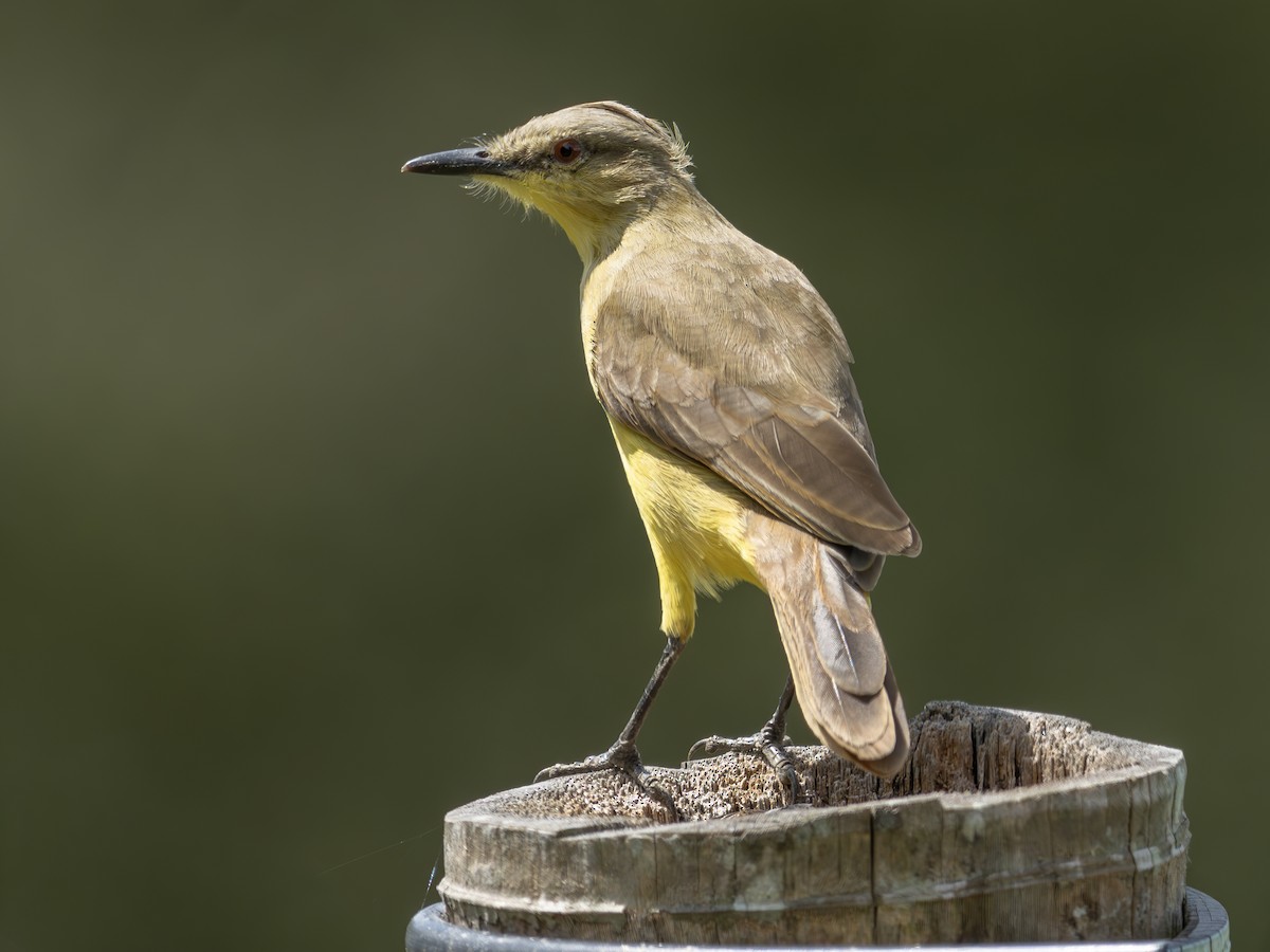 Tirano itzaina - ML647615143