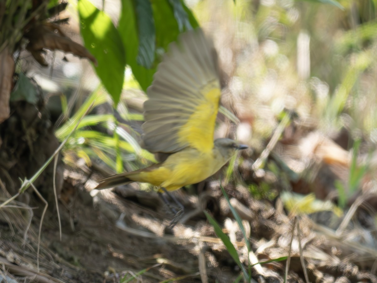 Tirano itzaina - ML647615144