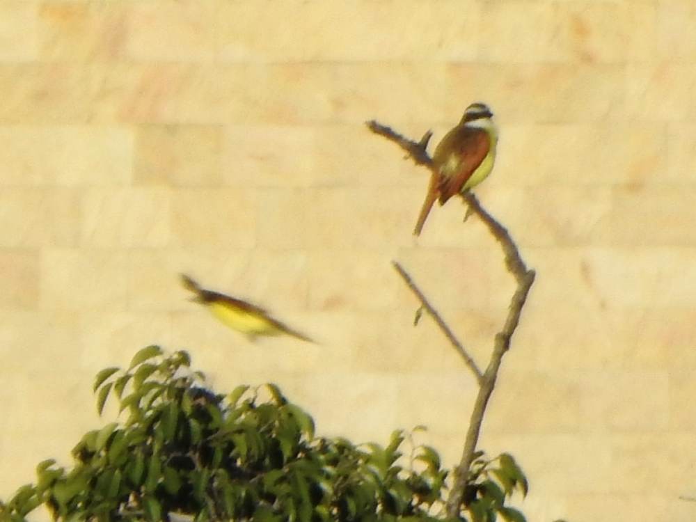 Great Kiskadee - ML647615145