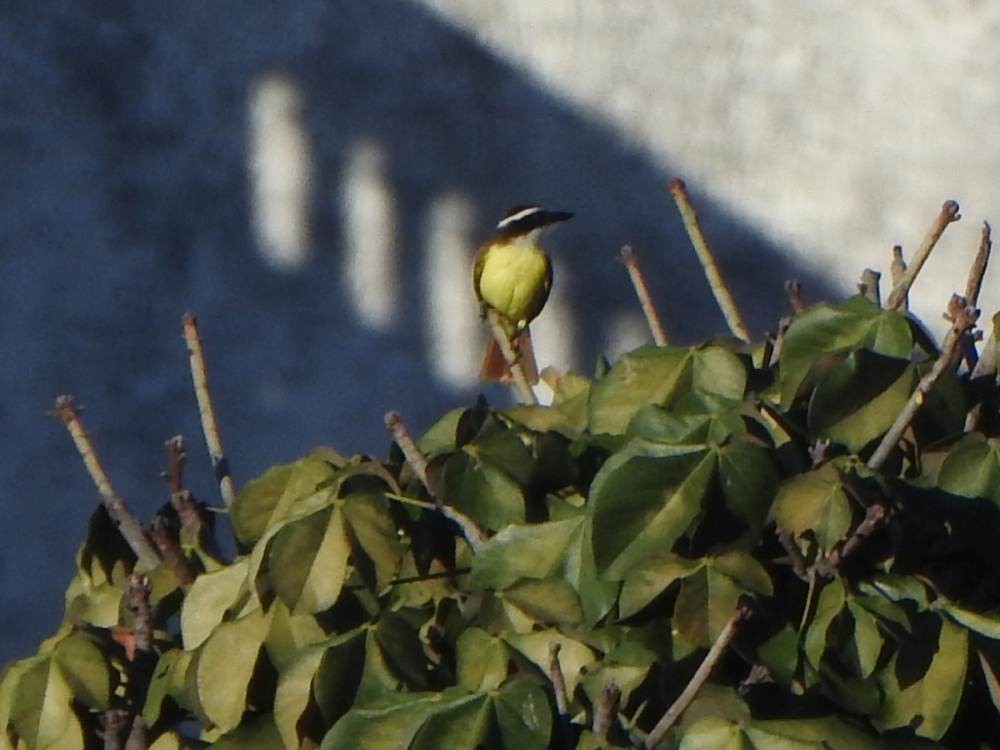 Great Kiskadee - ML647615146