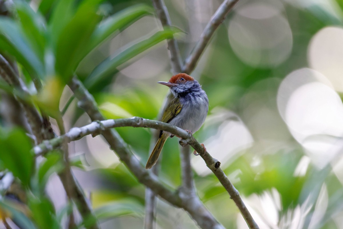 Dark-necked Tailorbird - ML647615147