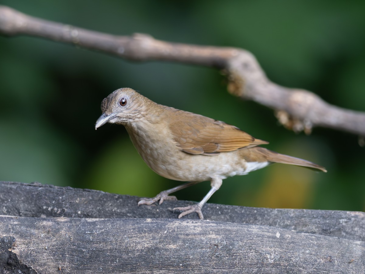 Cocoa Thrush - ML647615152