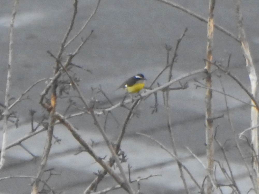 Sucrier à ventre jaune - ML647615159