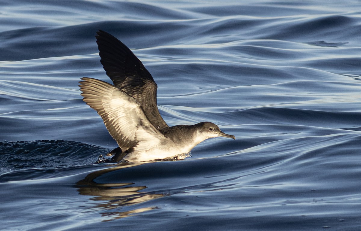 Atlantiksturmtaucher - ML647615165