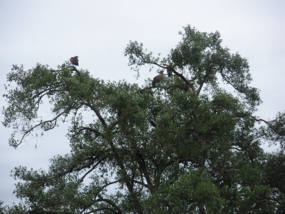 Ak Sırtlı Akbaba - ML647615188