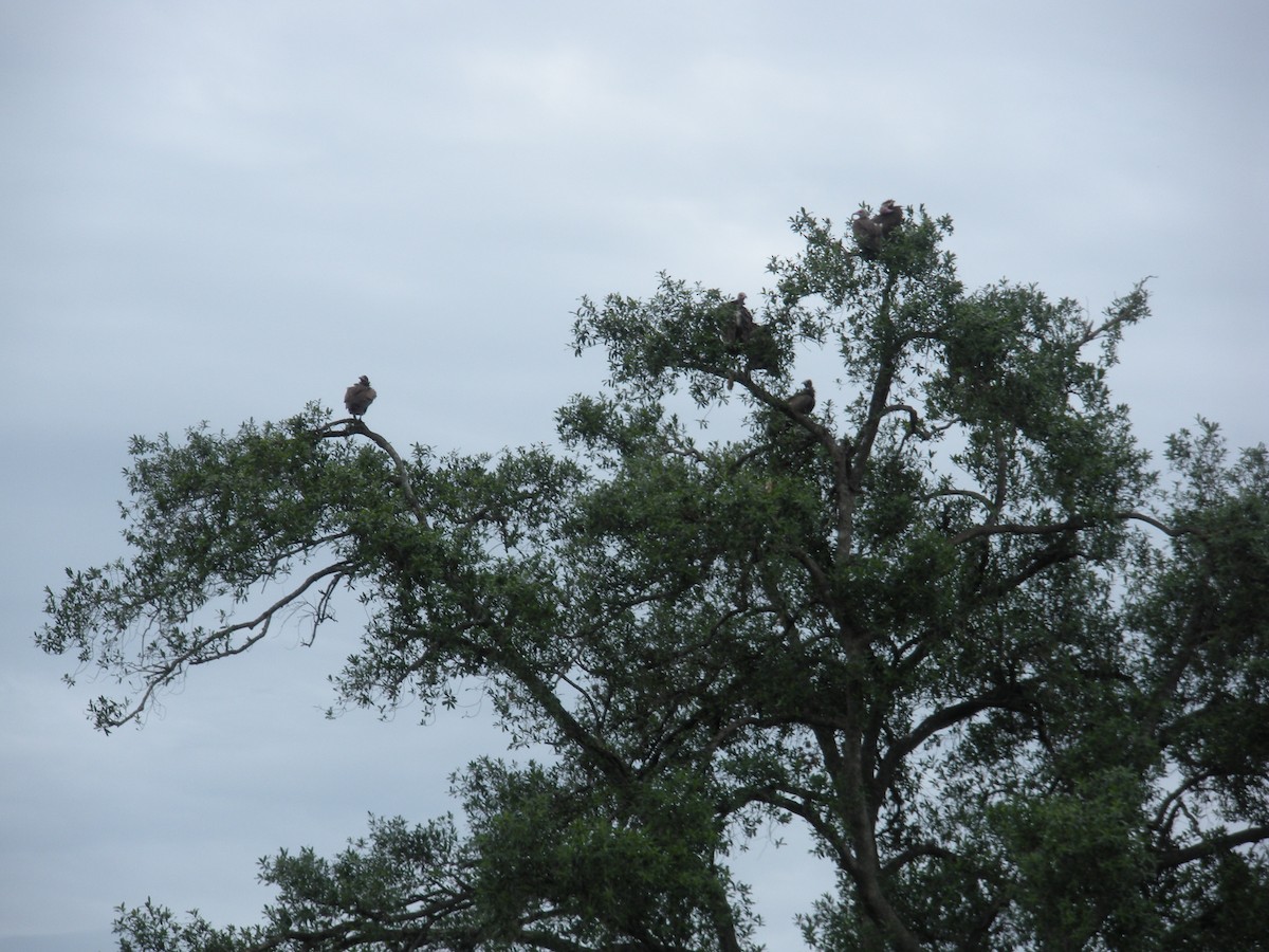 Ak Sırtlı Akbaba - ML647615190