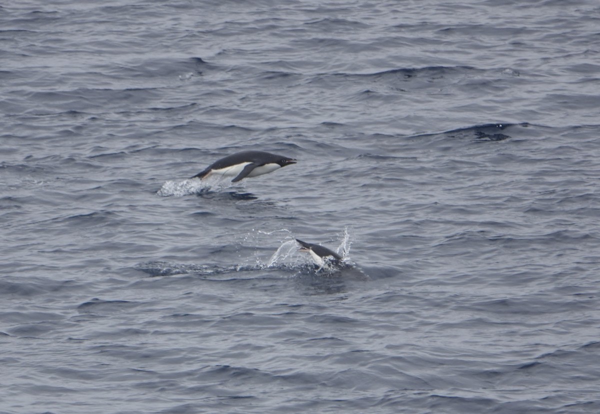 Adelie Penguin - ML647615207