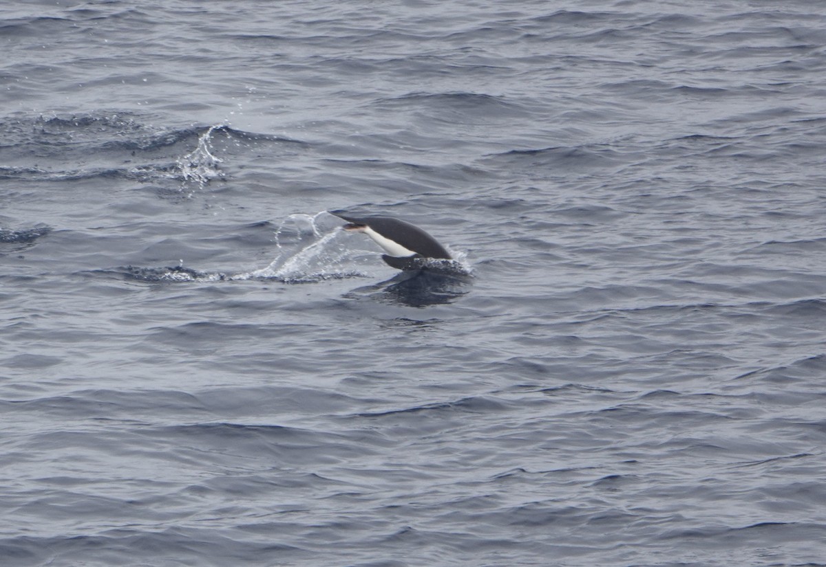 Adelie Penguin - ML647615210