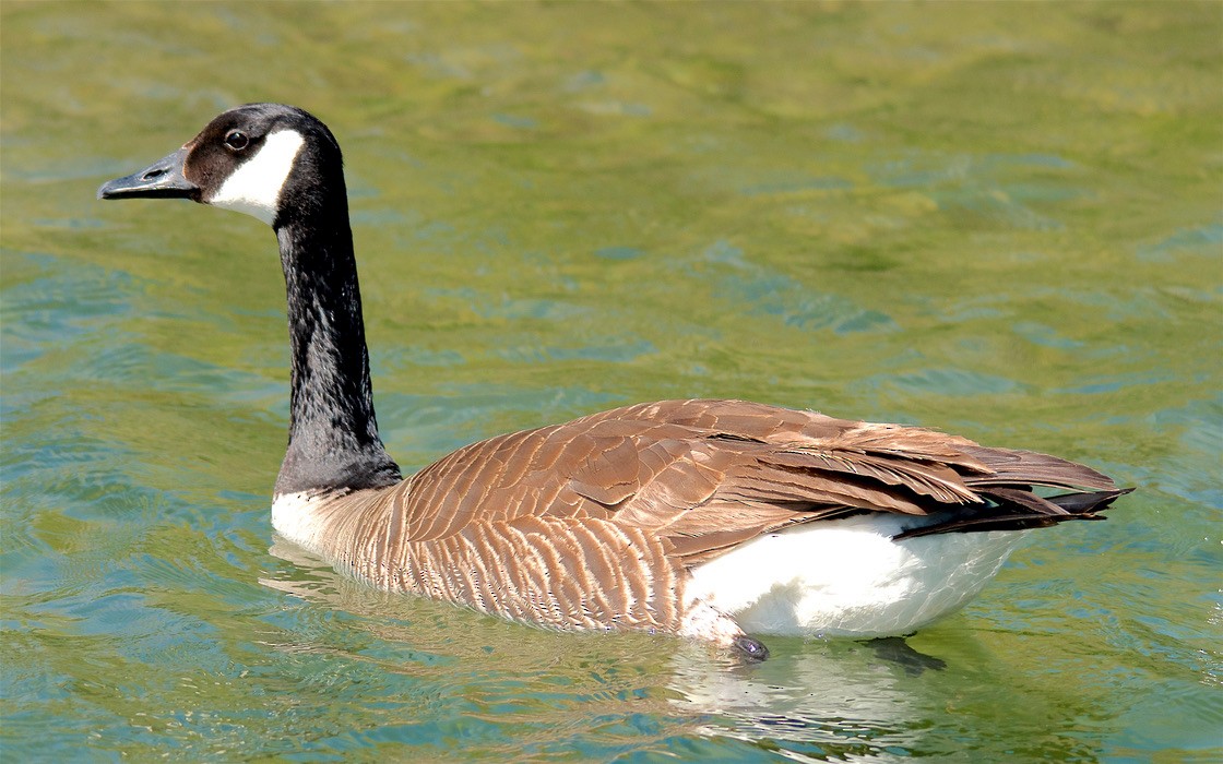 Kanadagans - ML647615213