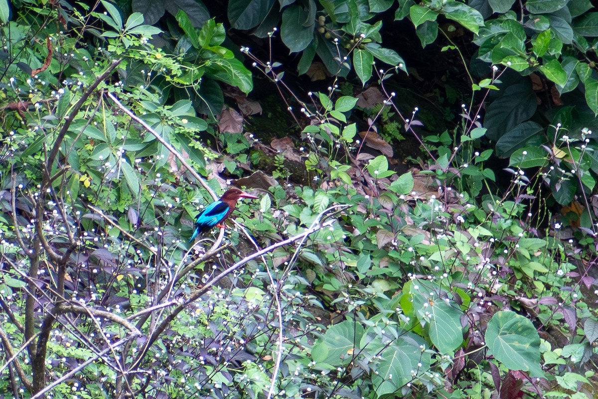 Brown-breasted Kingfisher - ML647615216