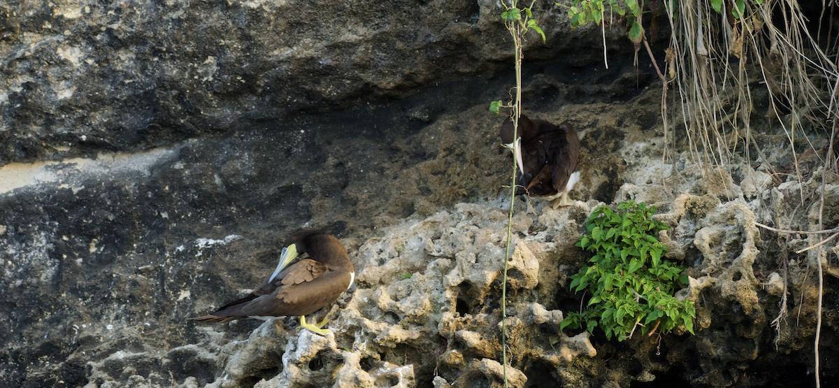 Brown Booby - ML647615219