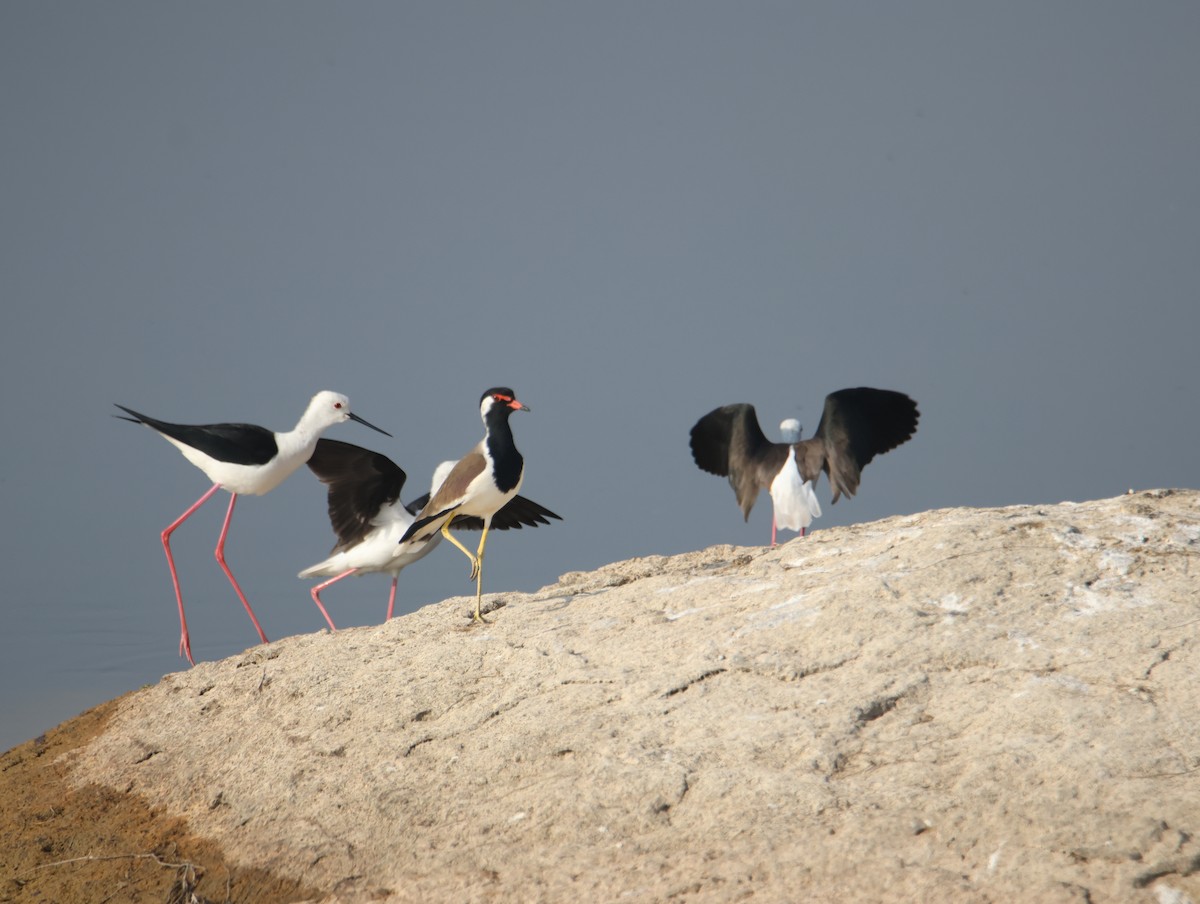 高蹺鴴 - ML647615237