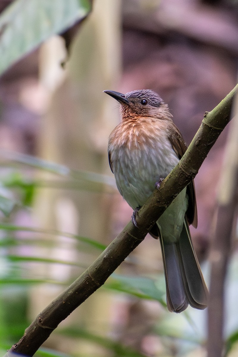 Philippine Bulbul - ML647615239