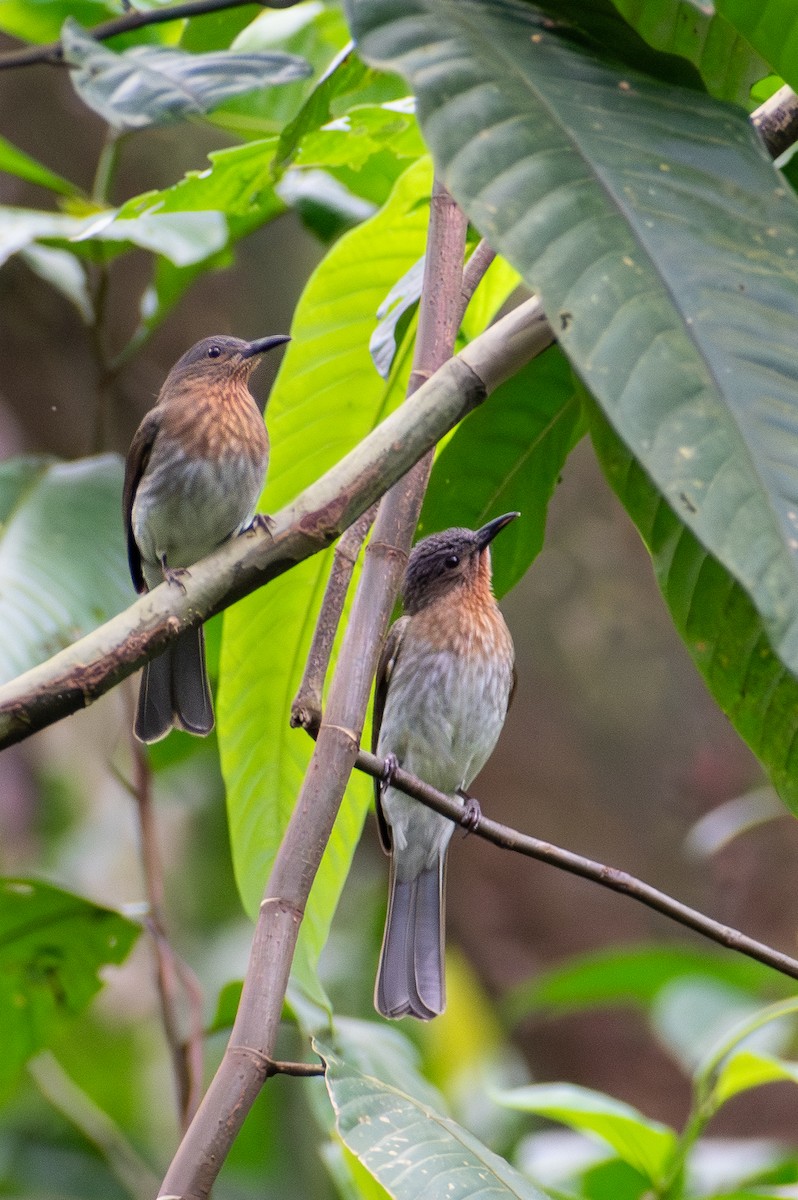 Philippine Bulbul - ML647615240