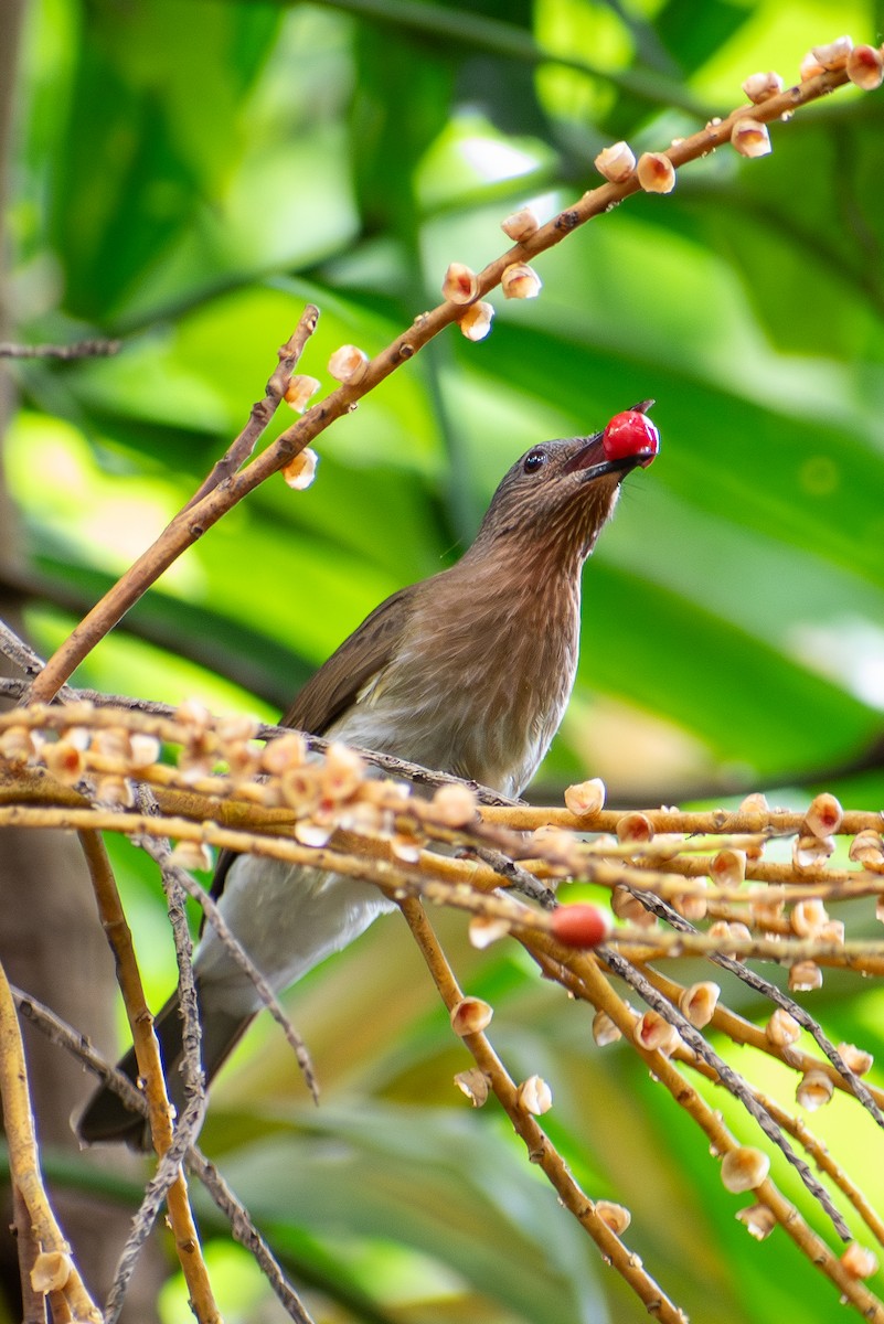 Philippine Bulbul - ML647615241