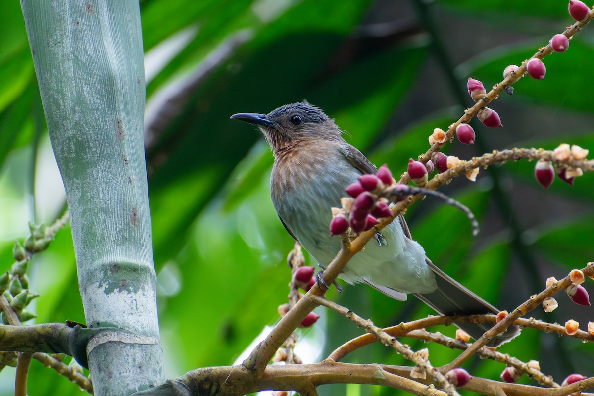 Philippine Bulbul - ML647615242