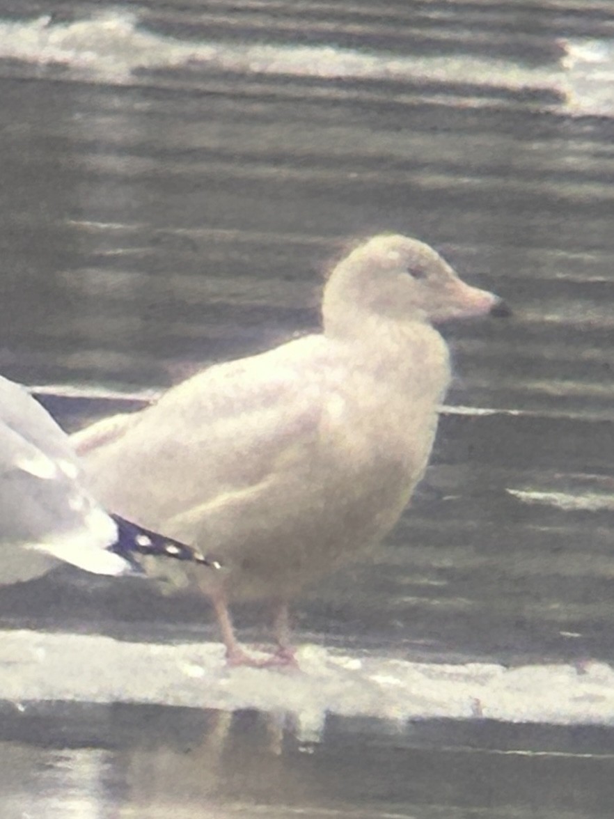Glaucous Gull - ML647615244