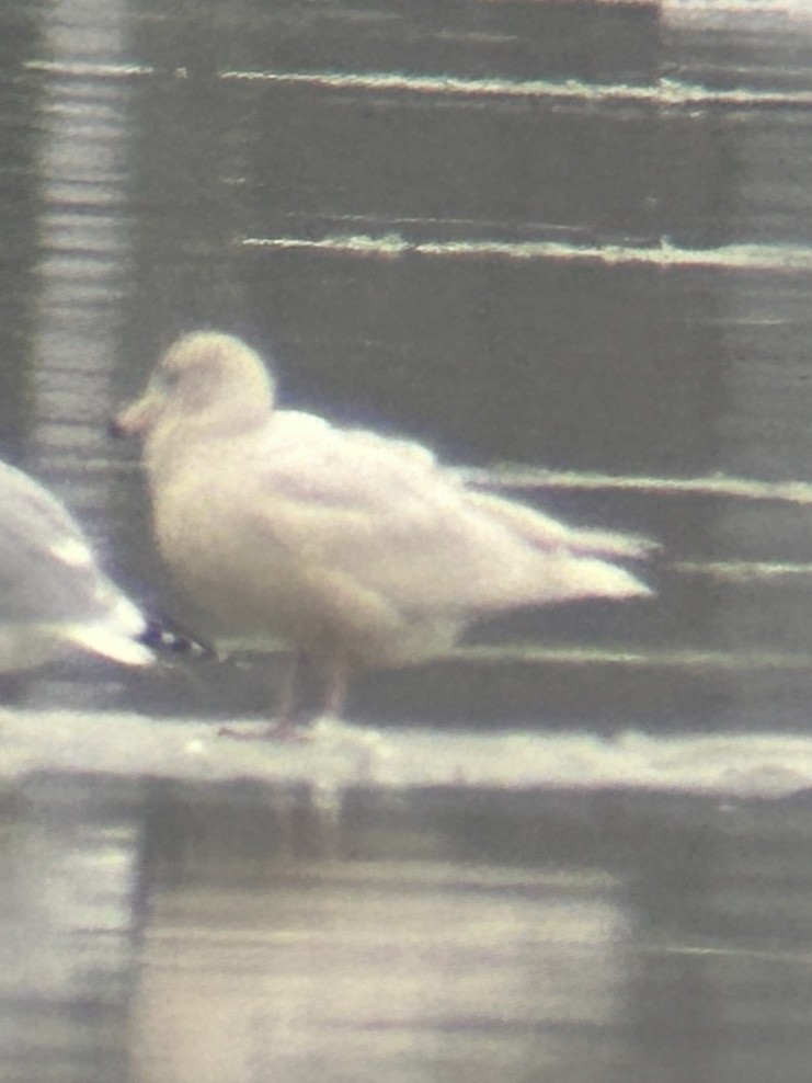 Glaucous Gull - ML647615245