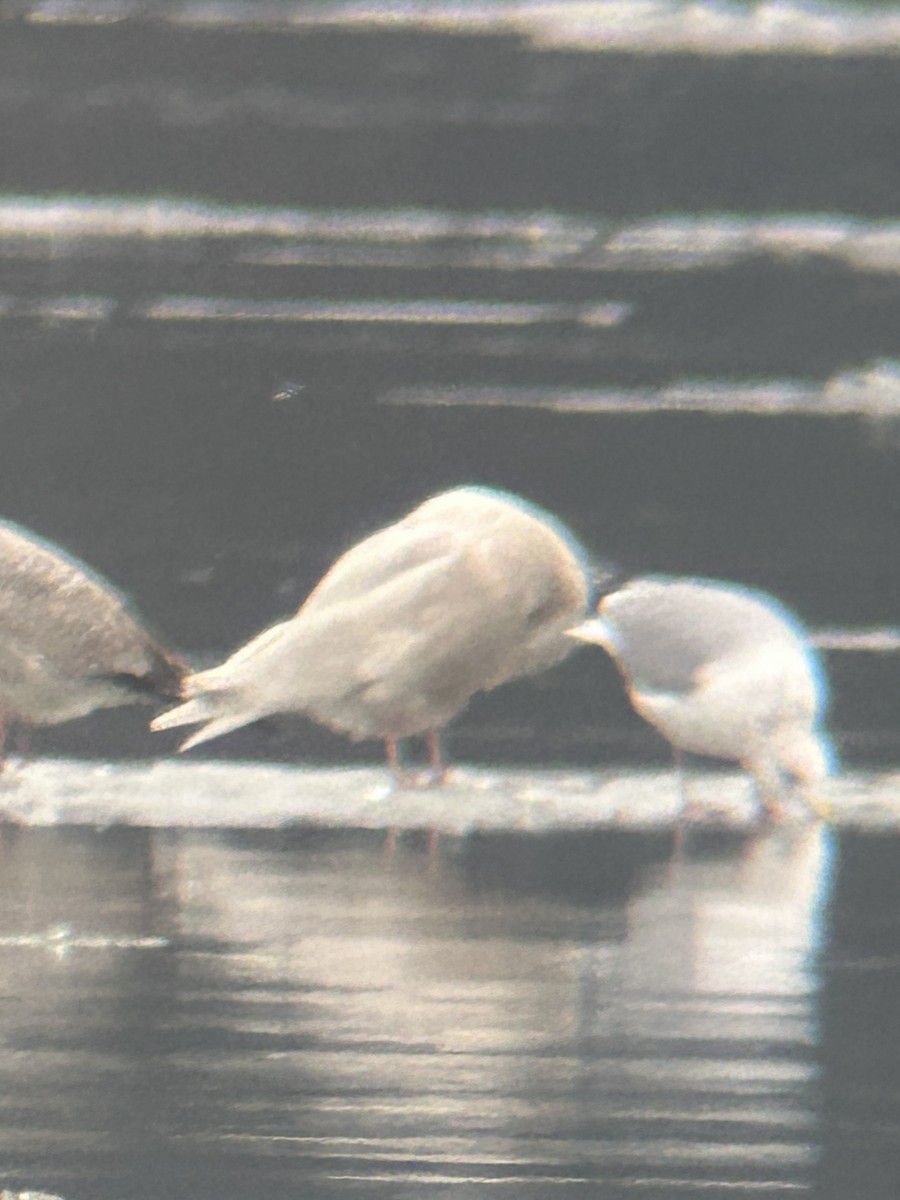 Glaucous Gull - ML647615246