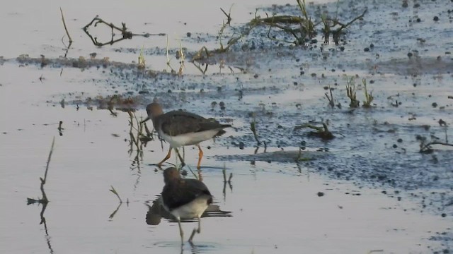 反嘴鷸 - ML647615264