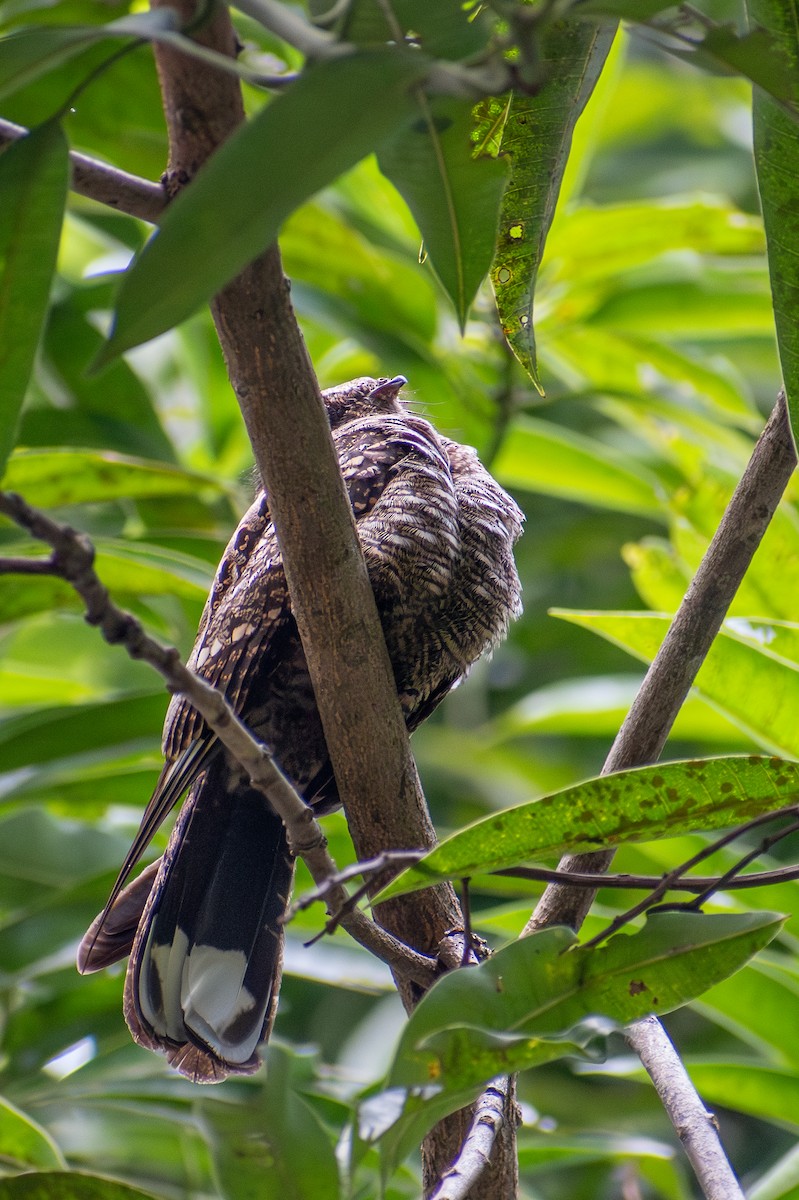 Philippine Nightjar - ML647615272