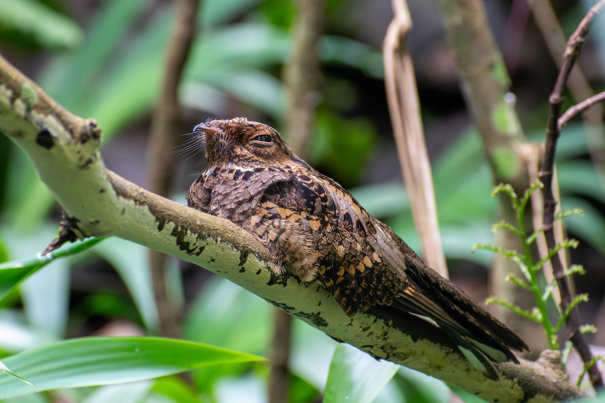 Philippine Nightjar - ML647615274