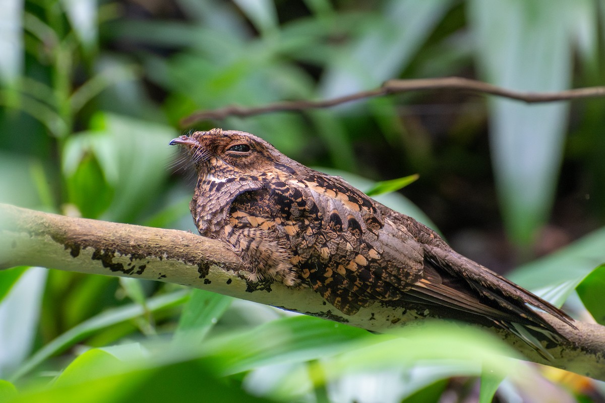 Philippine Nightjar - ML647615275