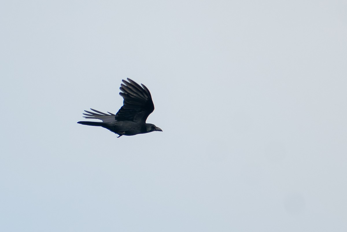 Philippine Jungle Crow - ML647615282