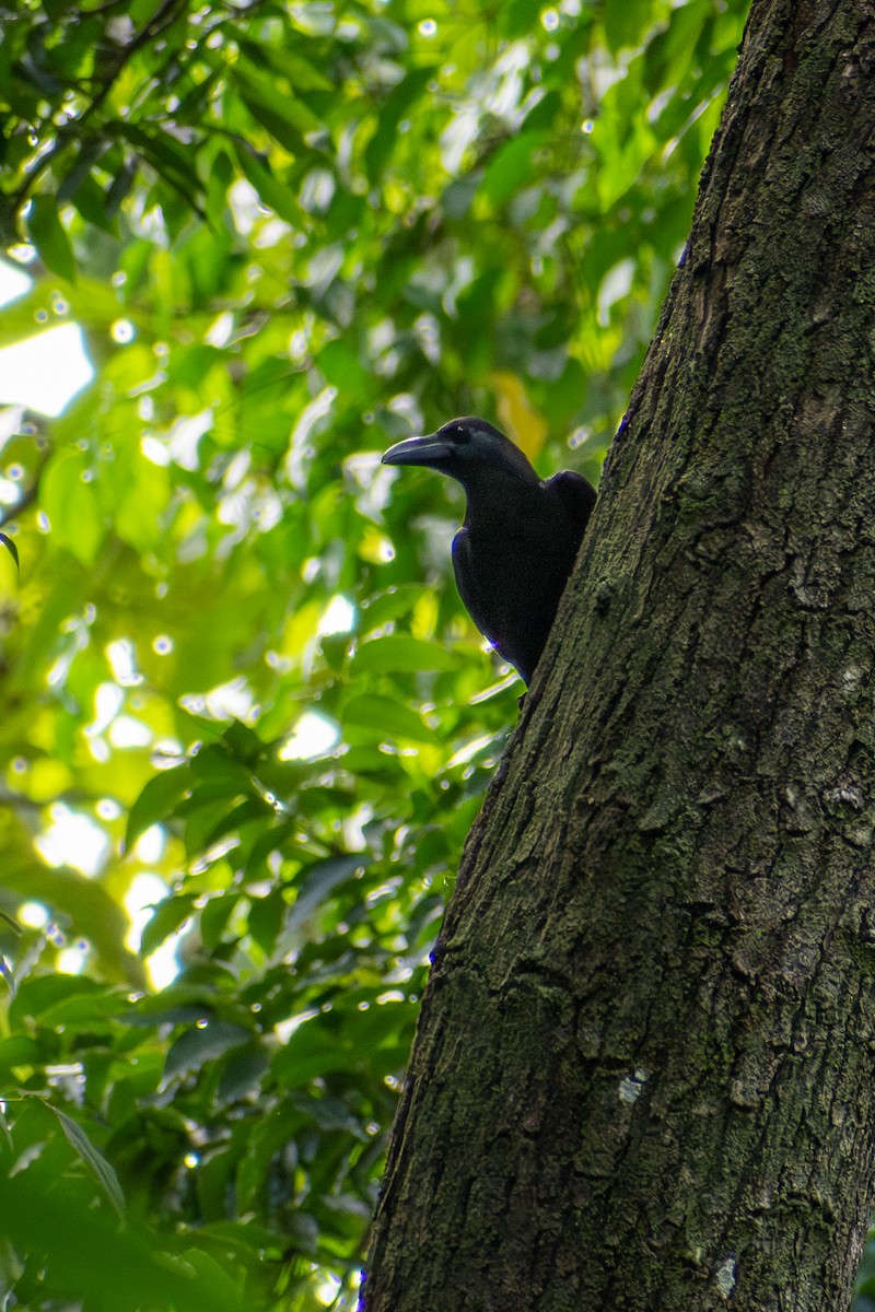 Philippine Jungle Crow - ML647615283