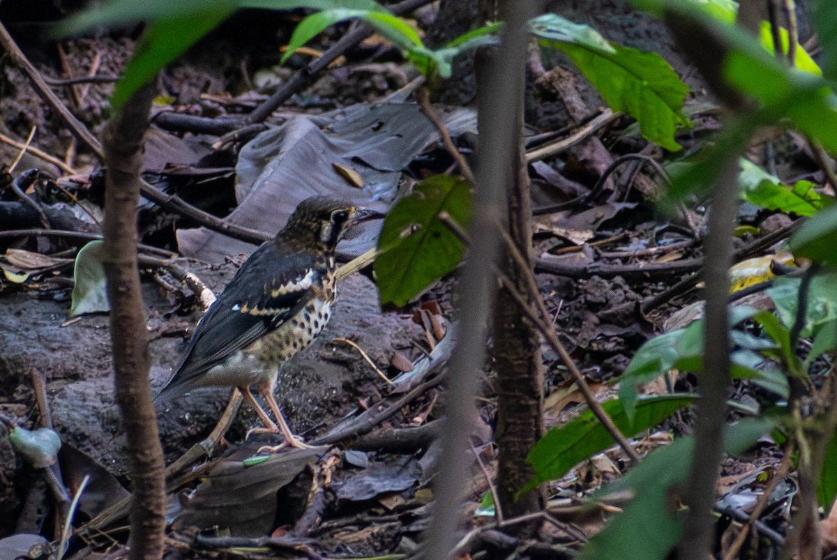 Ashy Thrush - ML647615290