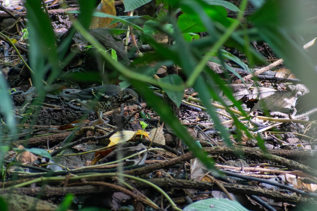 Ashy Thrush - ML647615291