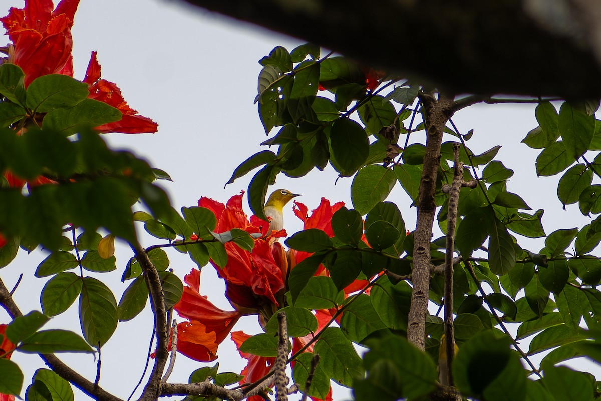 Lowland White-eye - ML647615296