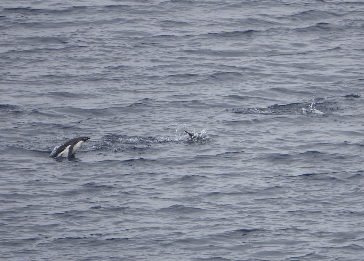 Adelie Penguin - ML647615307