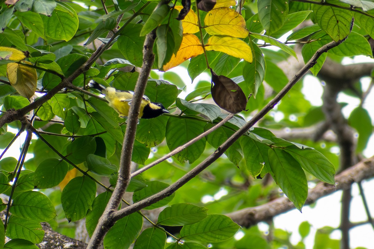 Elegant Tit - ML647615308