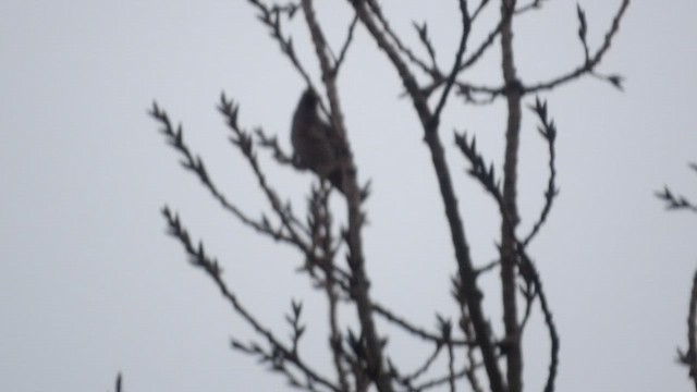 黃連雀 - ML647615310