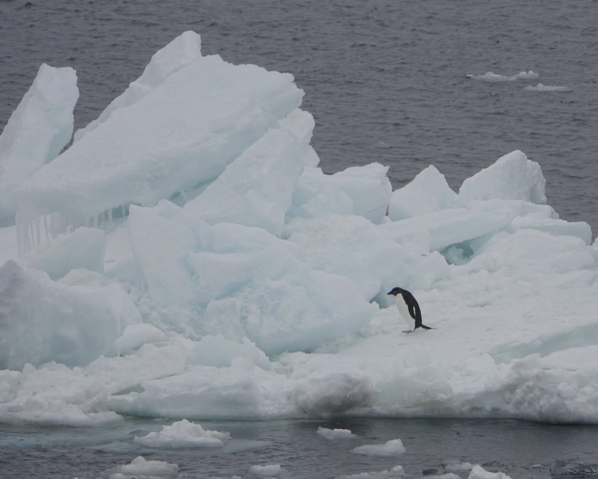 Adelie Penguin - ML647615312