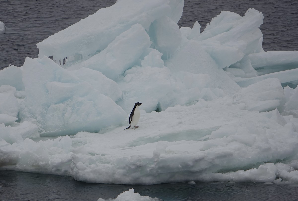 Adelie Penguin - ML647615314